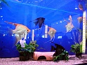 Heimtiermesse 2009   062